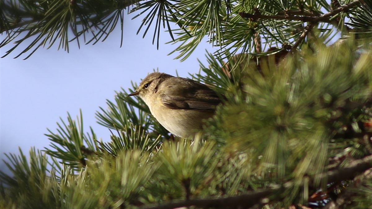 Common Chiffchaff