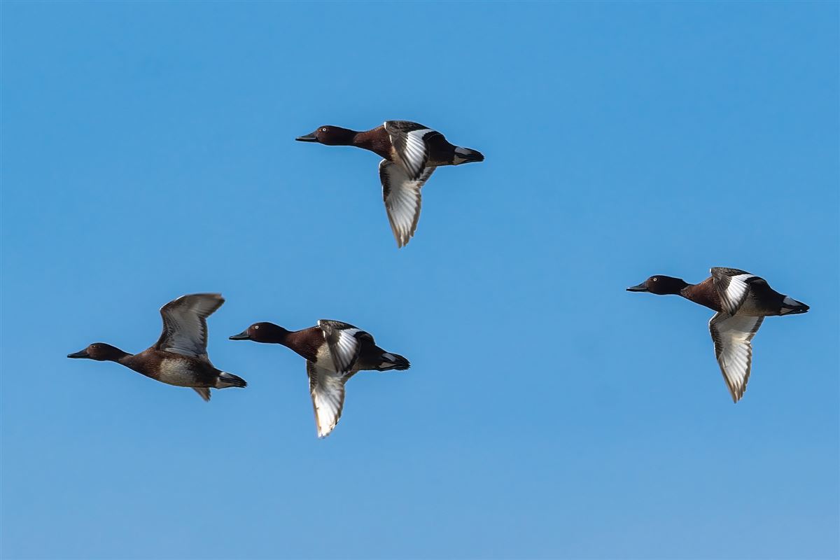 Ferruginous Duck