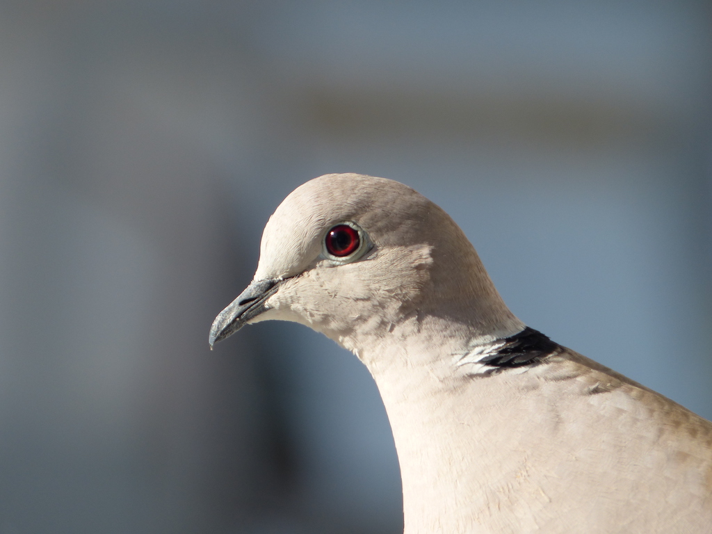 Eurasian Collared Dove
