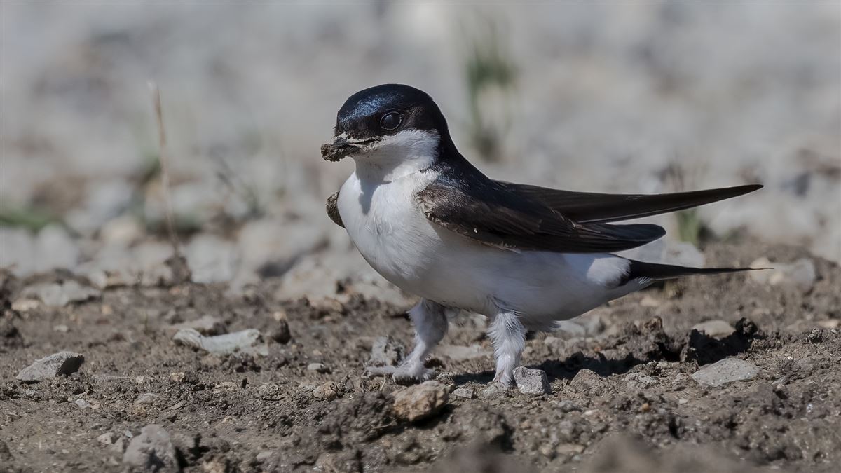 Western House Martin