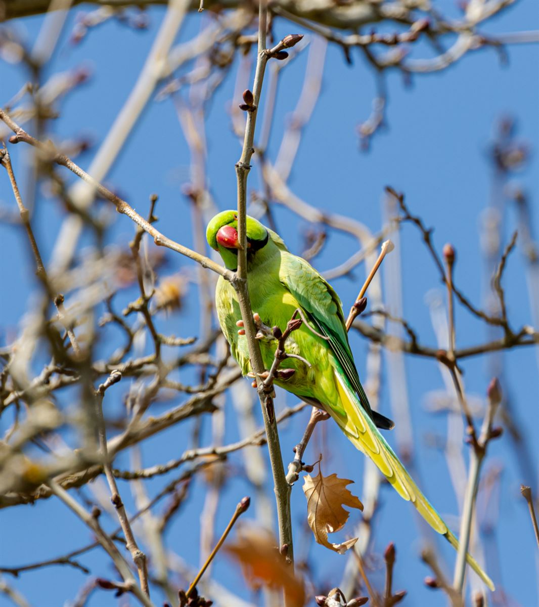 Rose-ringed Parakeet