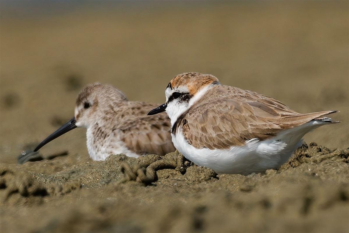 Kentish Plover
