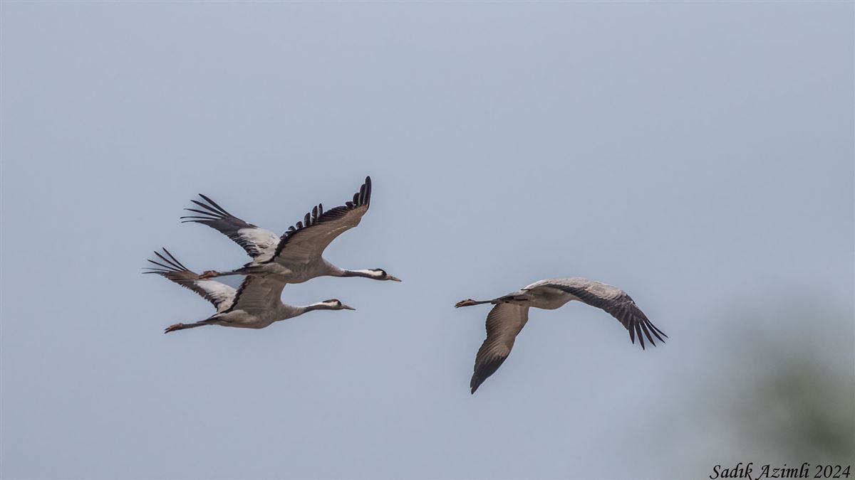 Common Crane