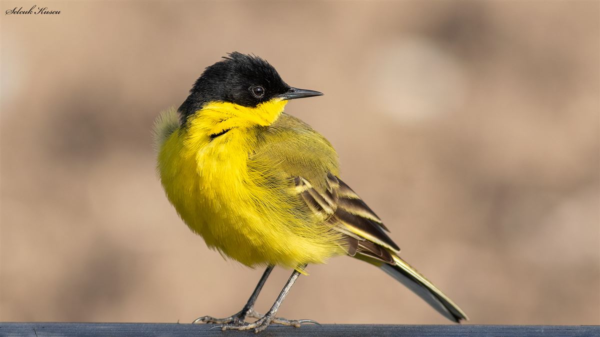 Western Yellow Wagtail
