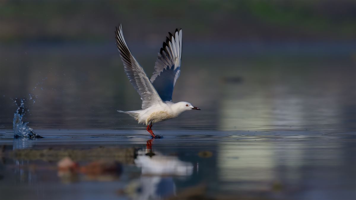 Slender-billed Gull