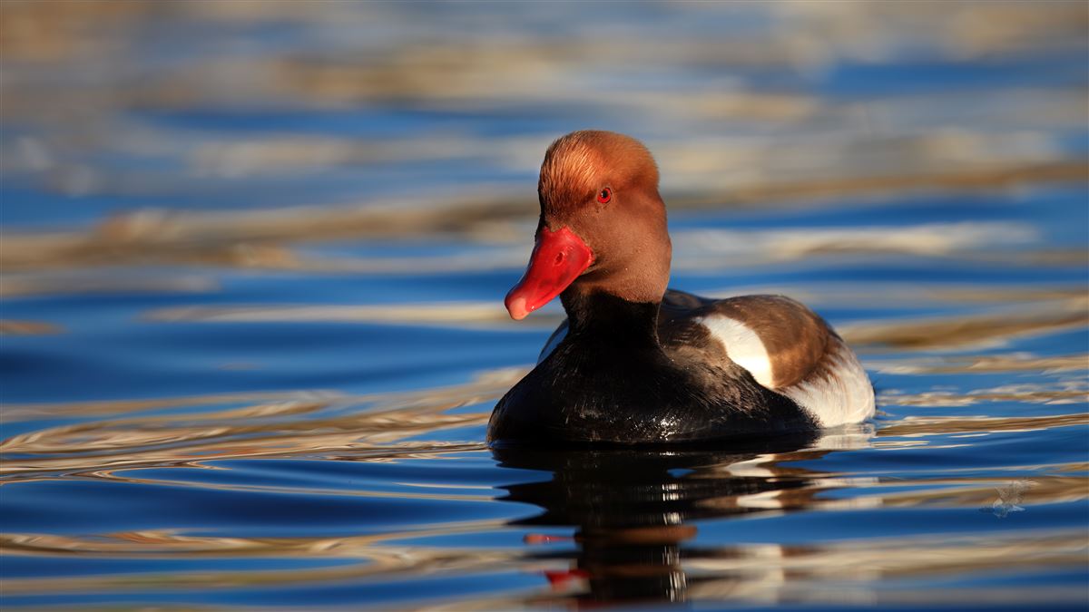 Red-crested Pochard
