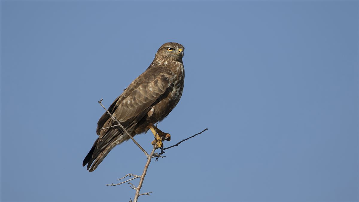 Common Buzzard