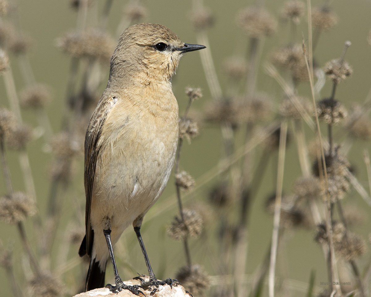 Isabelline Wheatear