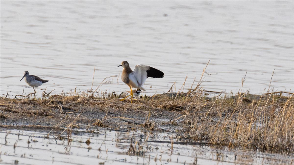 White-tailed Lapwing