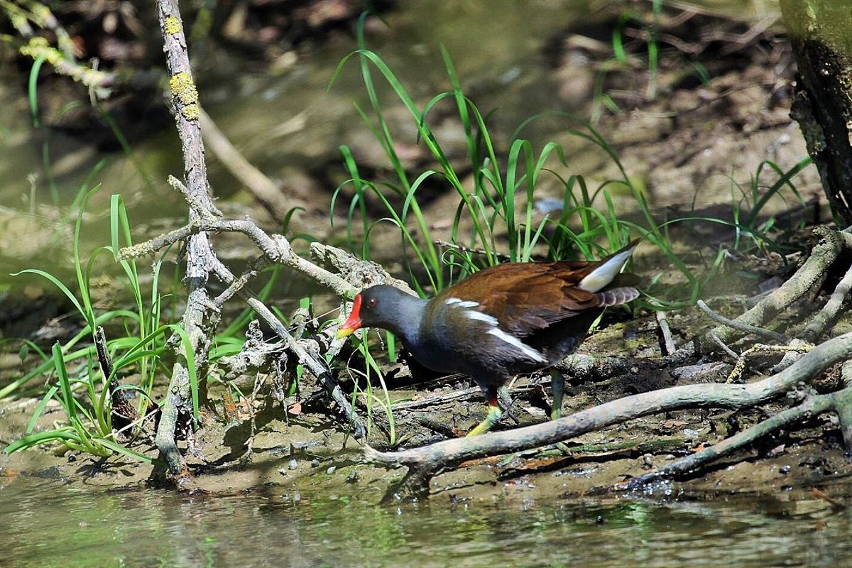 Common Moorhen