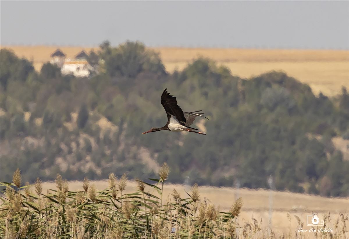 Black Stork
