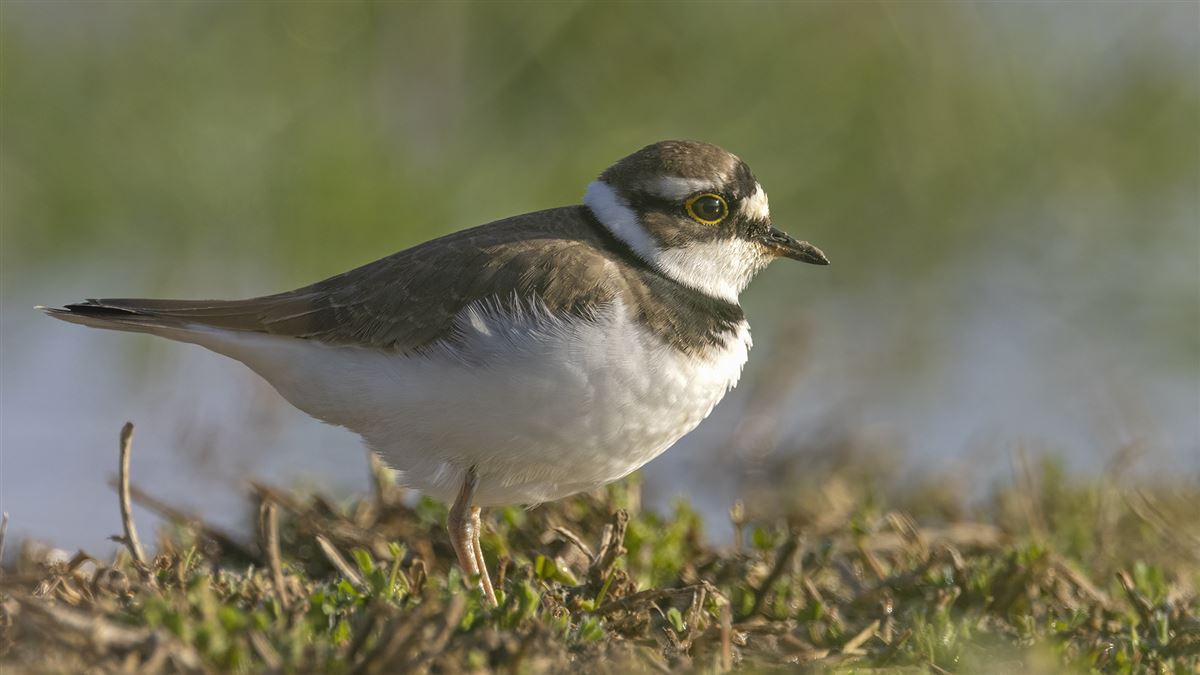 Little Ringed Plover