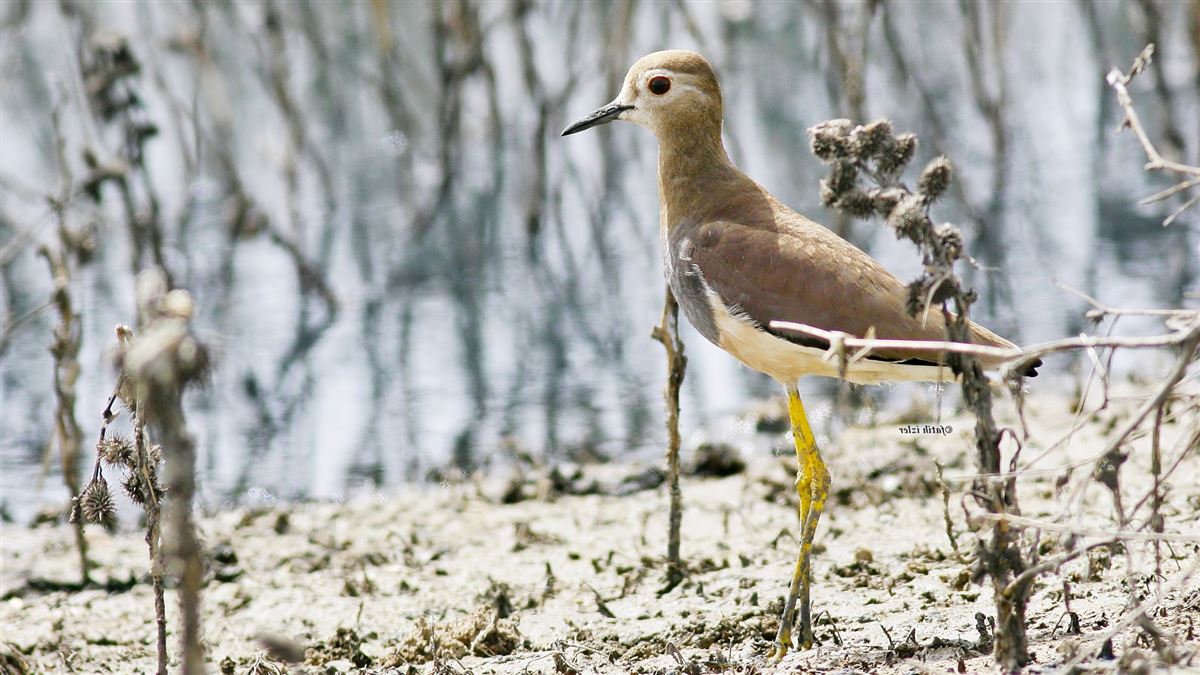 White-tailed Lapwing
