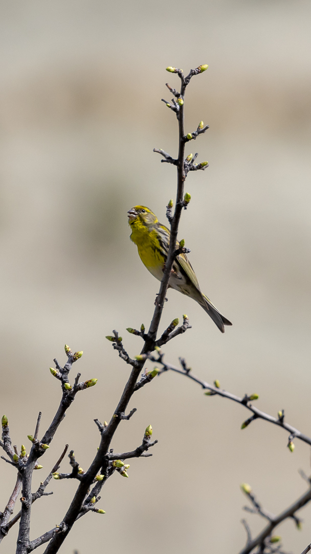 European Serin