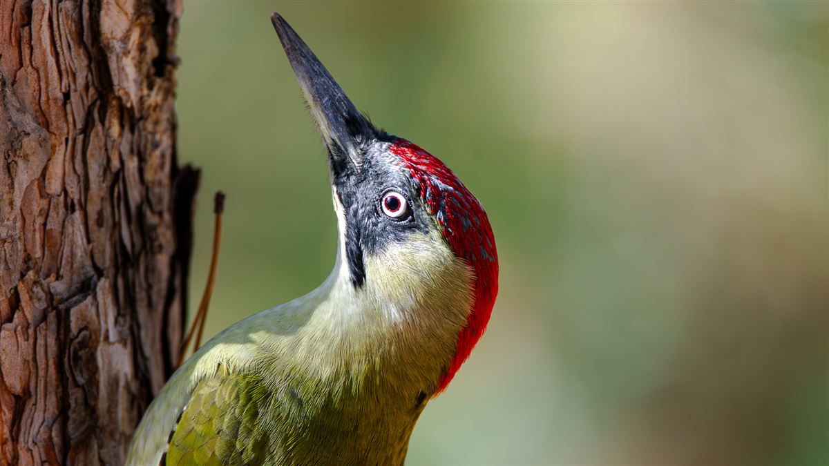 European Green Woodpecker