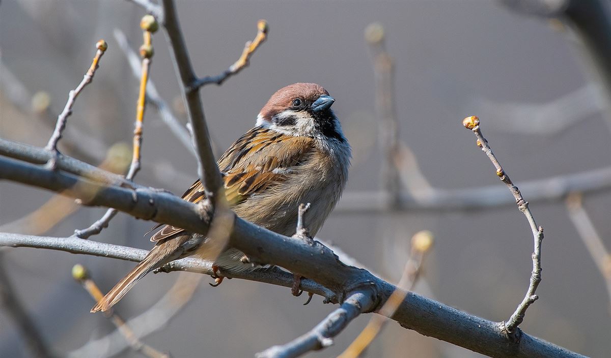 Eurasian Tree Sparrow