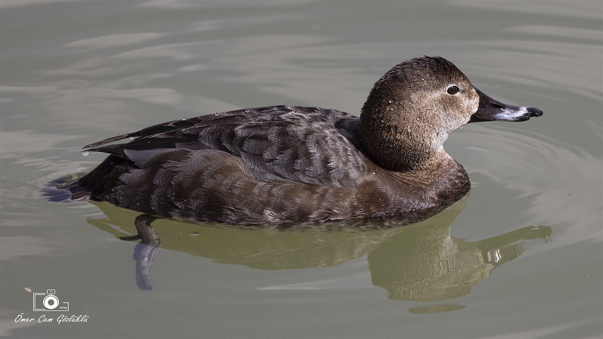 Common Pochard