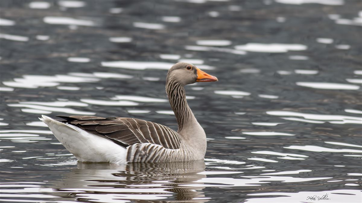Greylag Goose