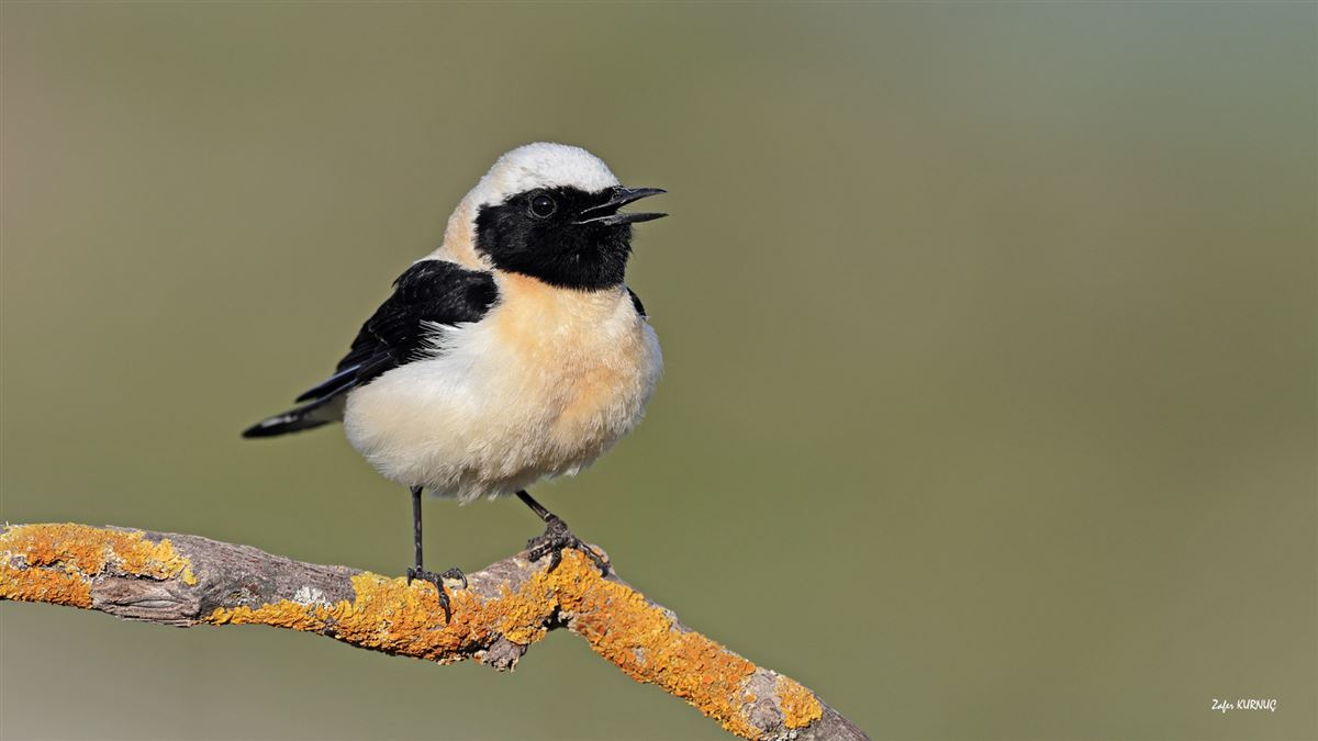 Black-eared Wheatear