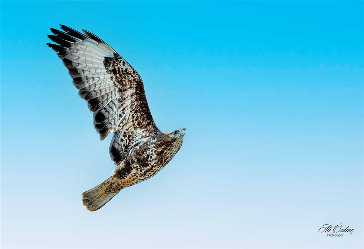 Common Buzzard