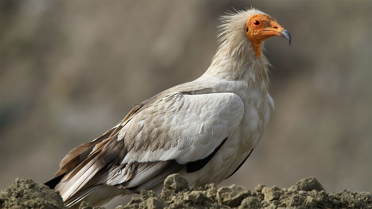 Egyptian Vulture