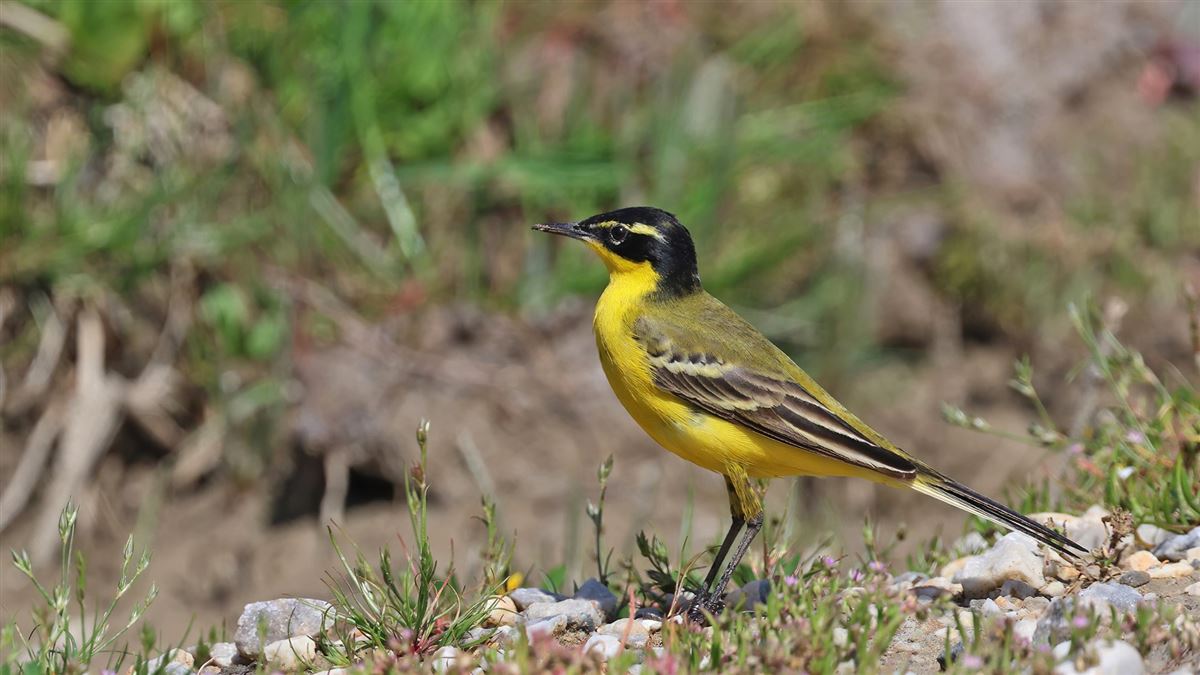 Western Yellow Wagtail