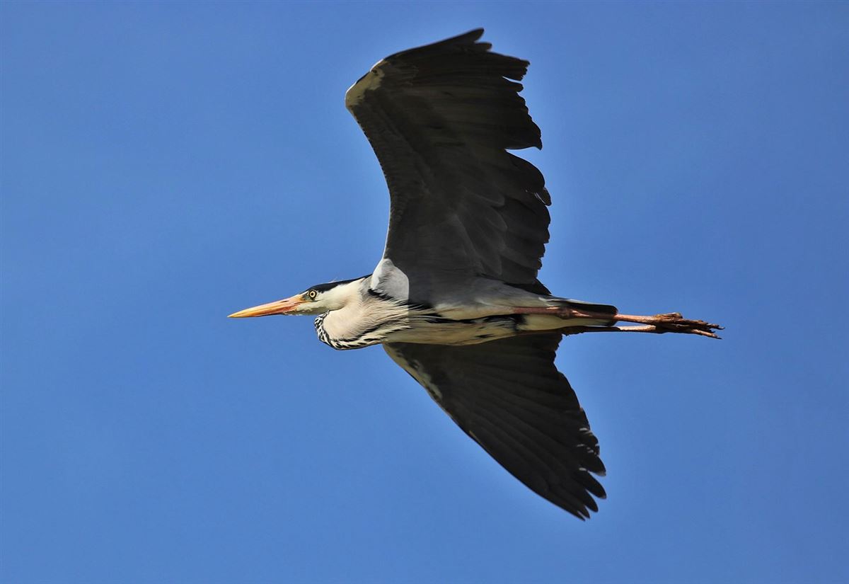 Grey Heron