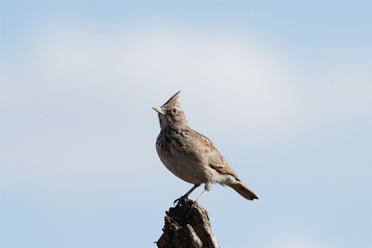 Crested Lark