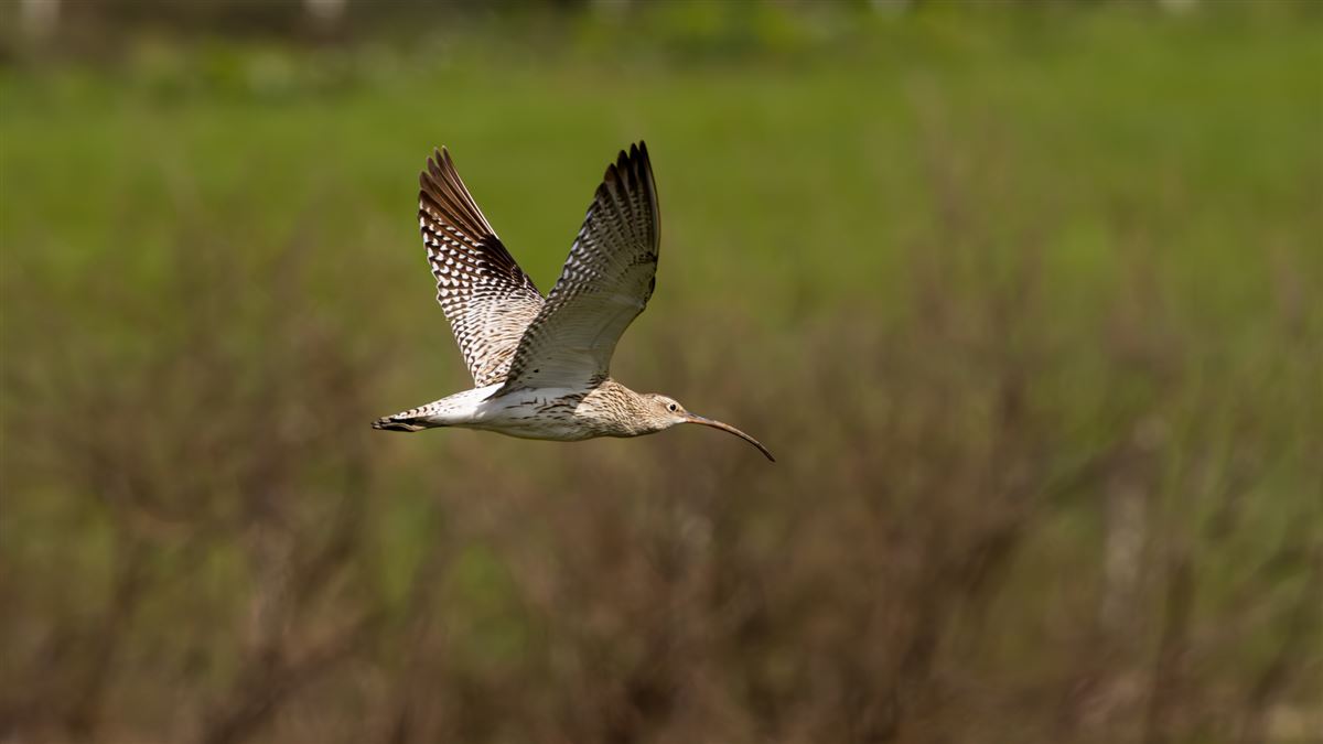 Eurasian Curlew