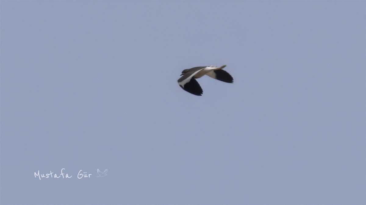 White-tailed Lapwing