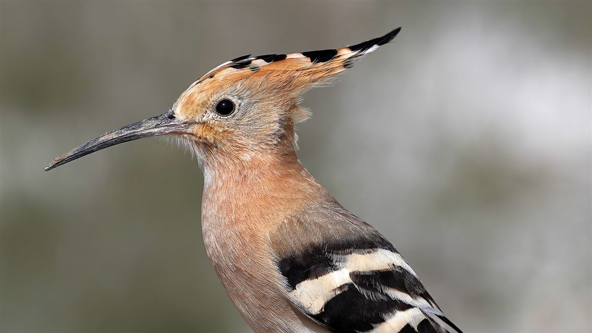 Common Hoopoe
