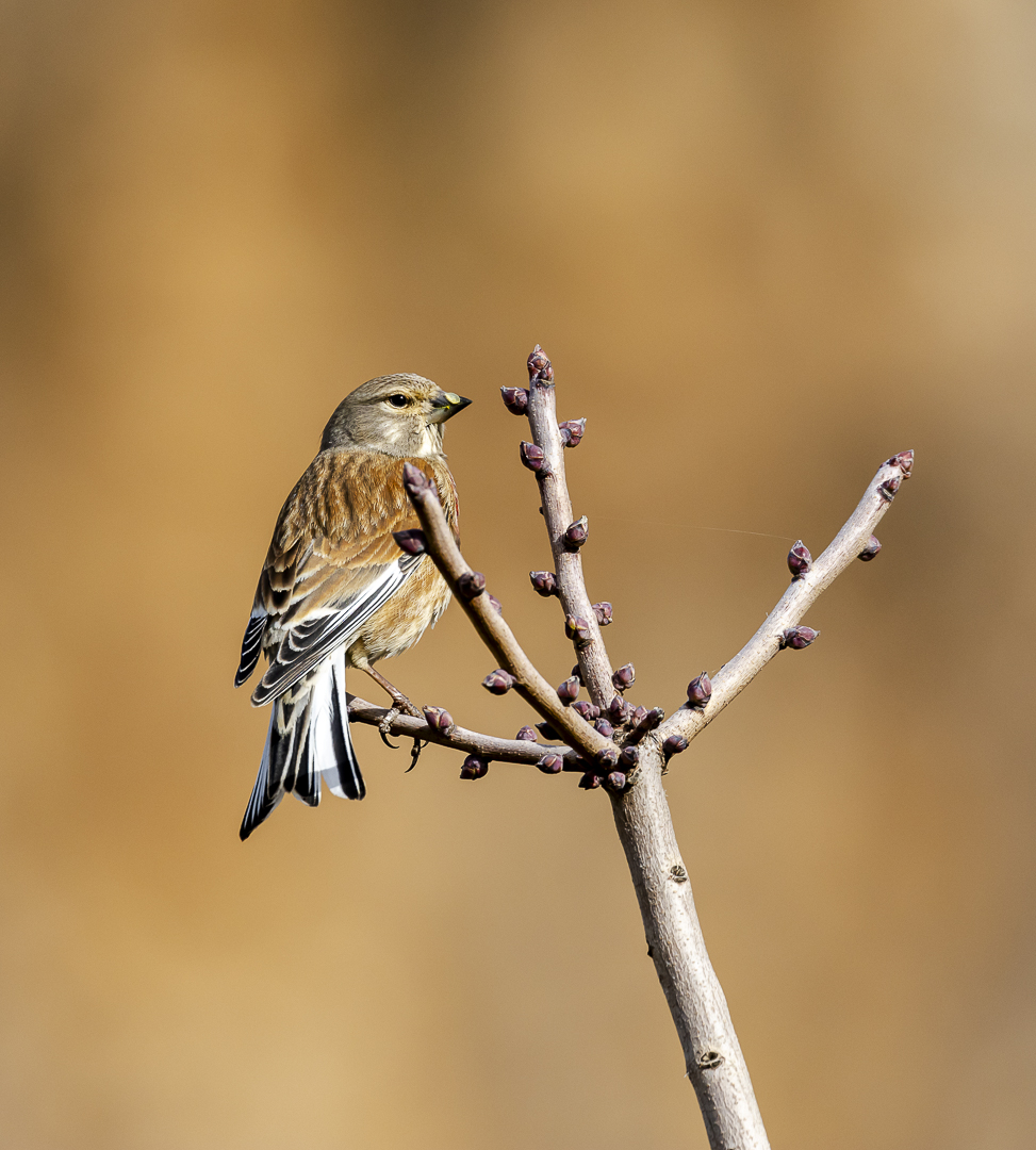 Common Linnet
