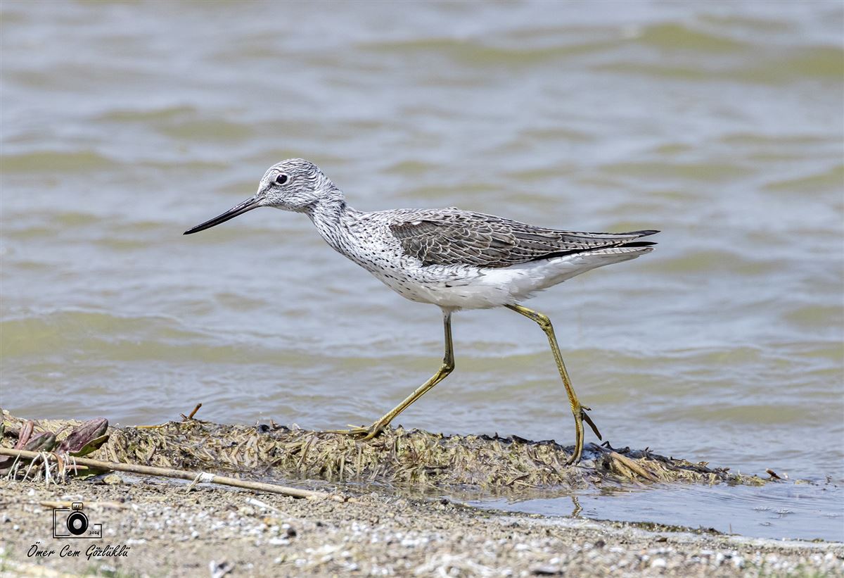 Common Greenshank