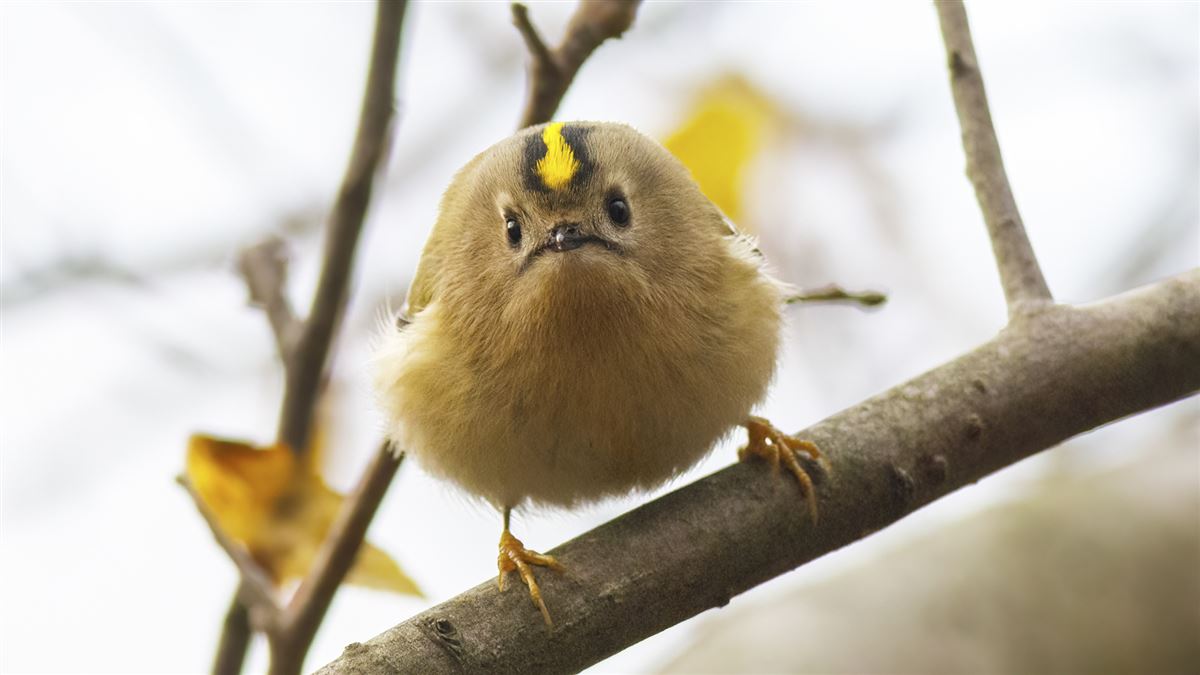 Goldcrest