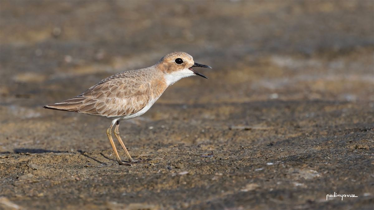 Greater Sand Plover