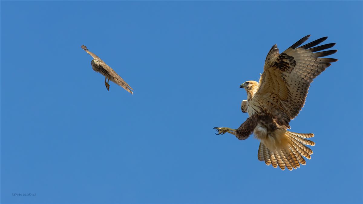 Eurasian Sparrowhawk
