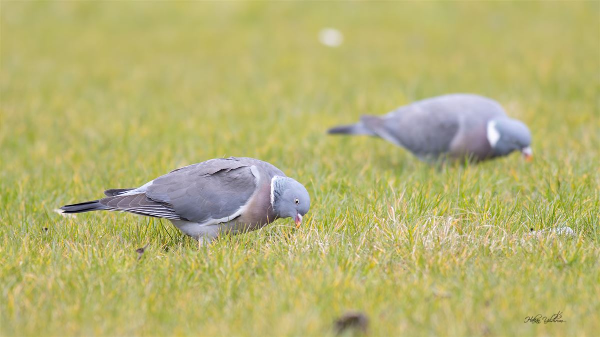 Common Wood Pigeon