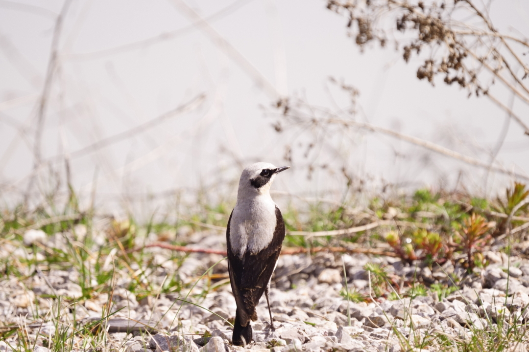 Northern Wheatear