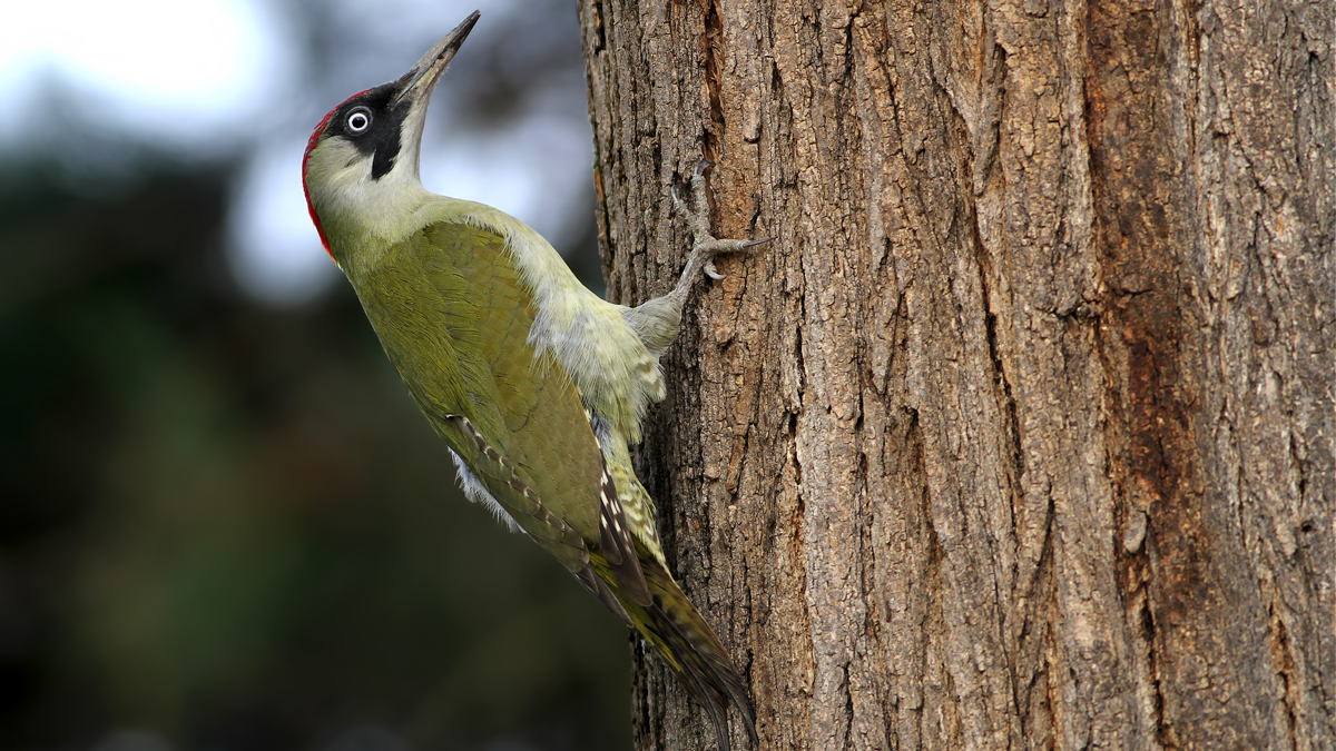 European Green Woodpecker