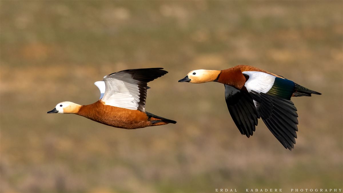 Ruddy Shelduck