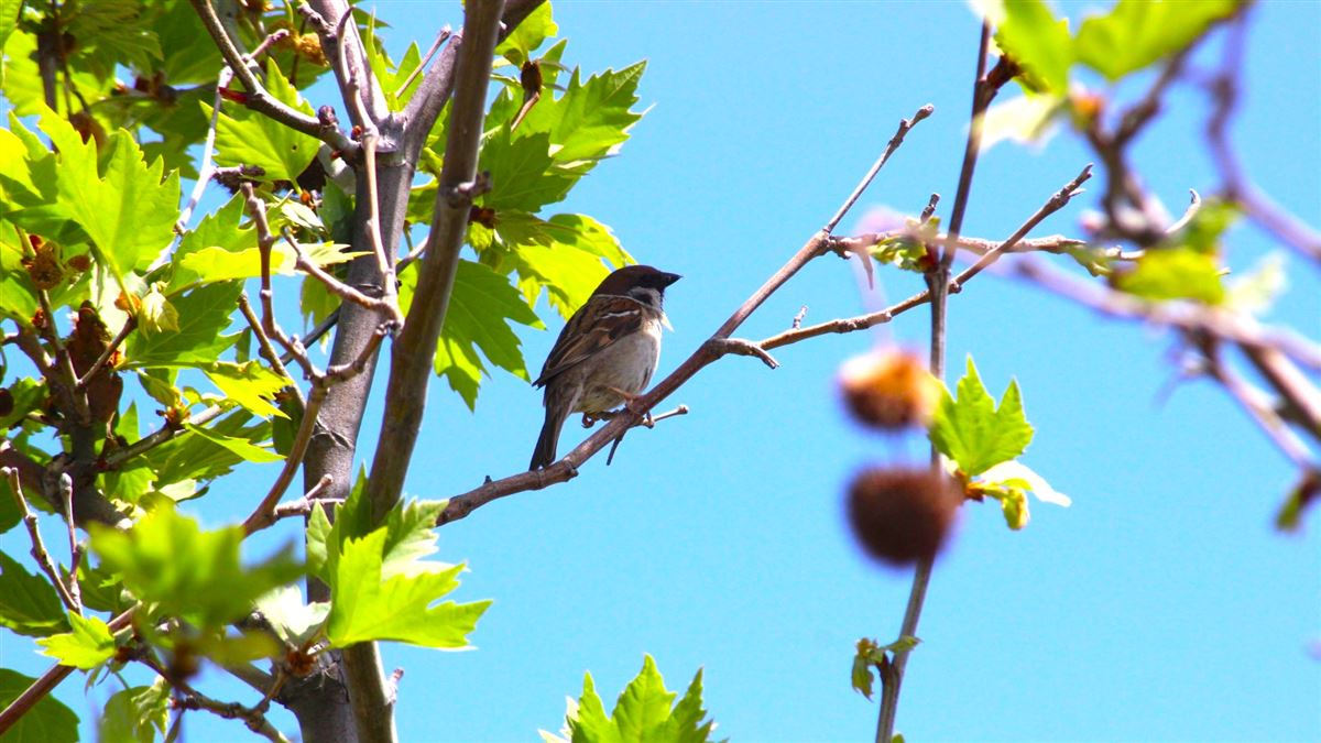 Eurasian Tree Sparrow