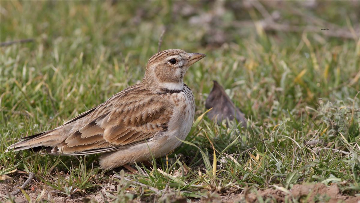 Calandra Lark