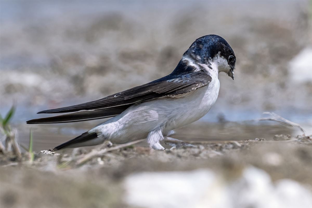 Western House Martin