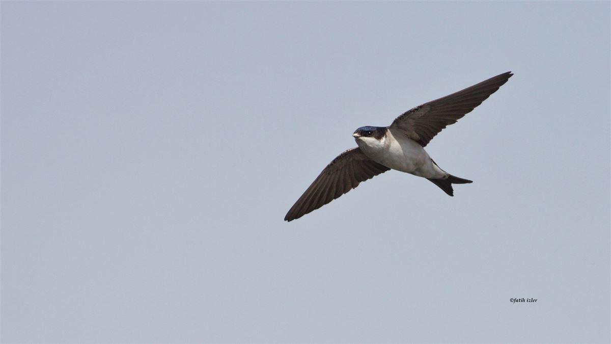 Western House Martin