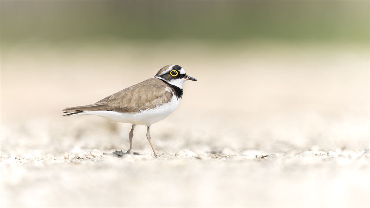 Little Ringed Plover