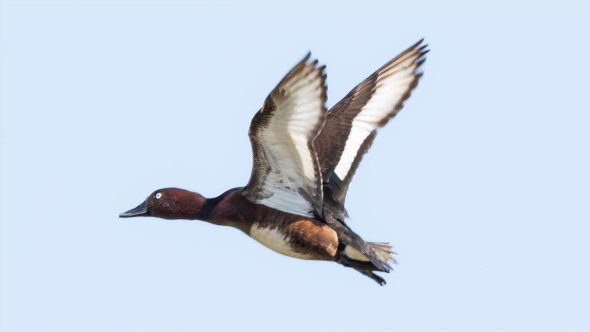 Ferruginous Duck