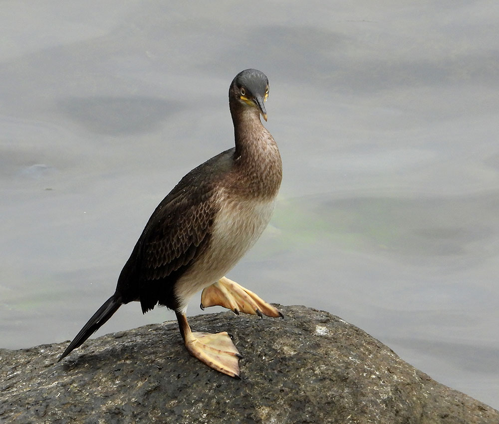 European Shag