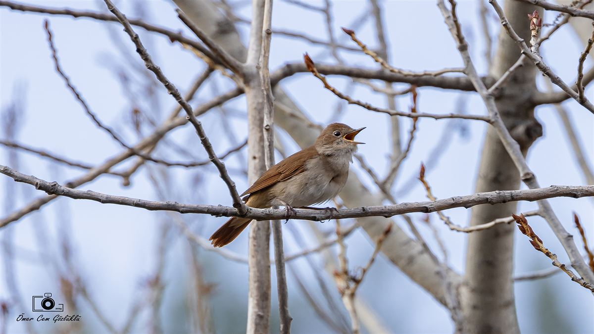 Common Nightingale