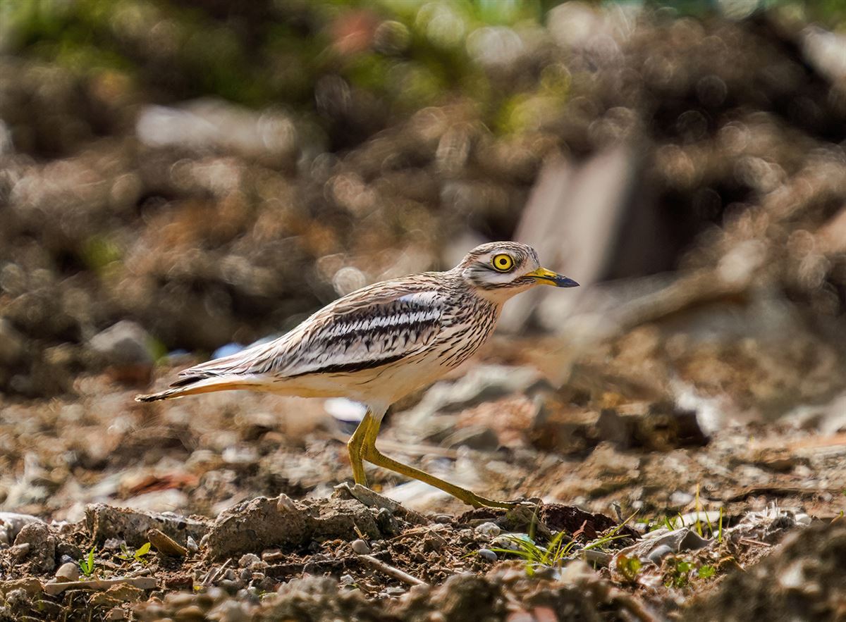 Eurasian Stone-curlew