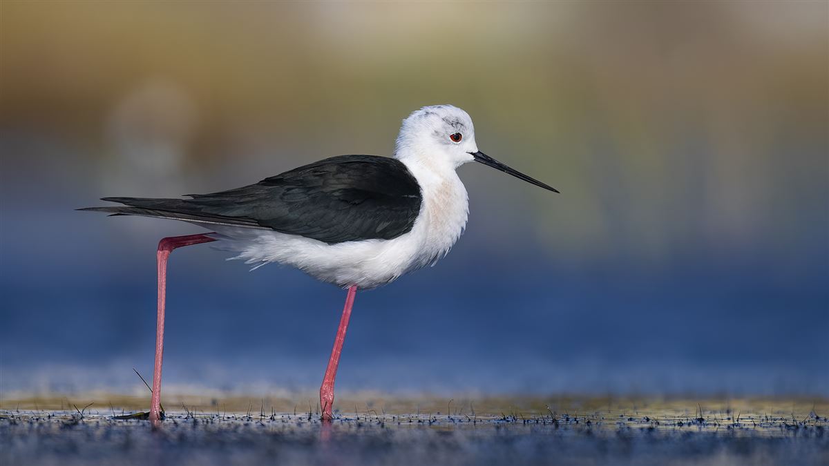 Black-winged Stilt